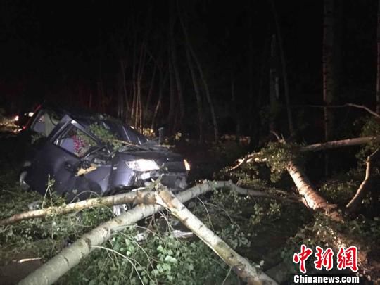 暴风雨致哈尔滨数十颗树折断一男子身亡