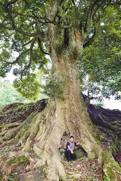 22套房换8棵楠木村民断然拒绝 最大楠木需六人环抱