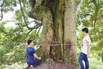 22套房换8棵楠木村民拒绝 最大楠木6人才能合抱