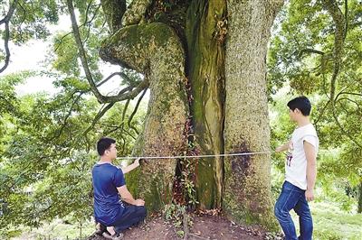 22套房换8棵楠木村民断然拒绝 最大楠木需六人环抱