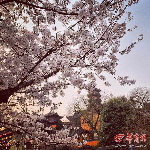 IMG_8262_调整大小.JPG