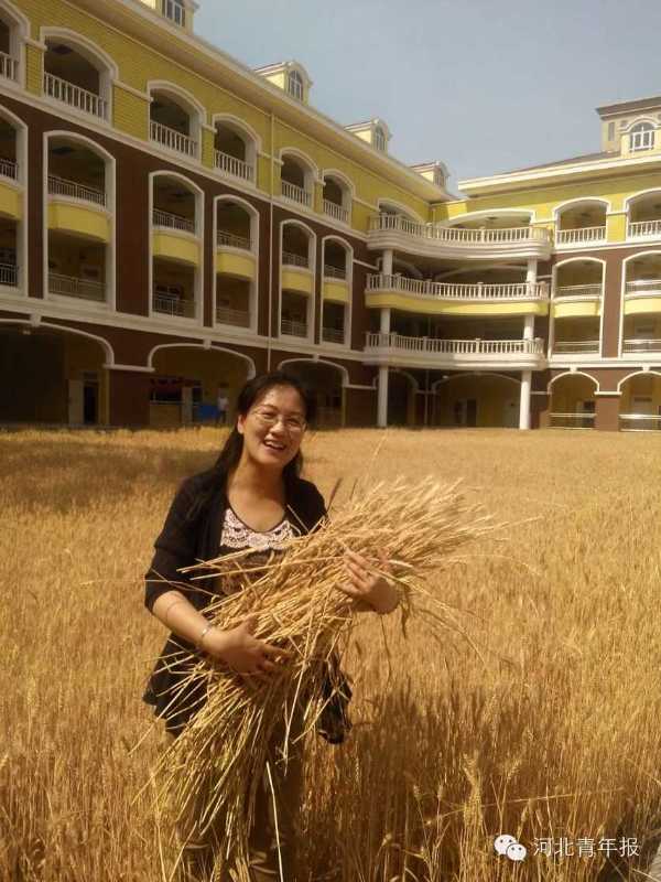 学校的麦子熟了 石家庄一中学在校内绿化带种小麦