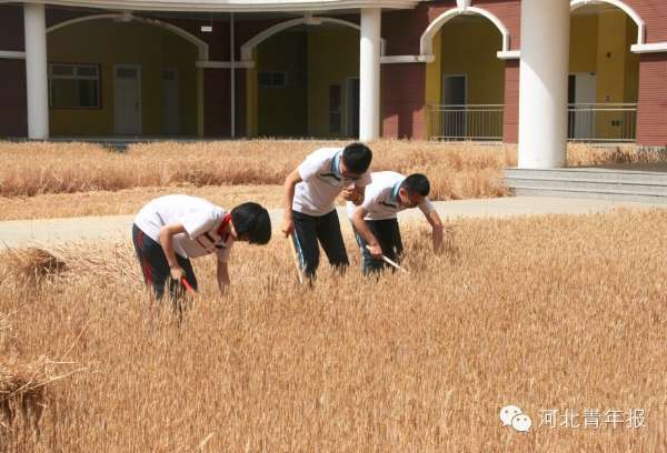学校的麦子熟了 石家庄一中学在校内绿化带种小麦