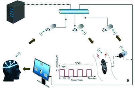 人脑遥控蟑螂实验成功 上交大学生凭此获国际奖项