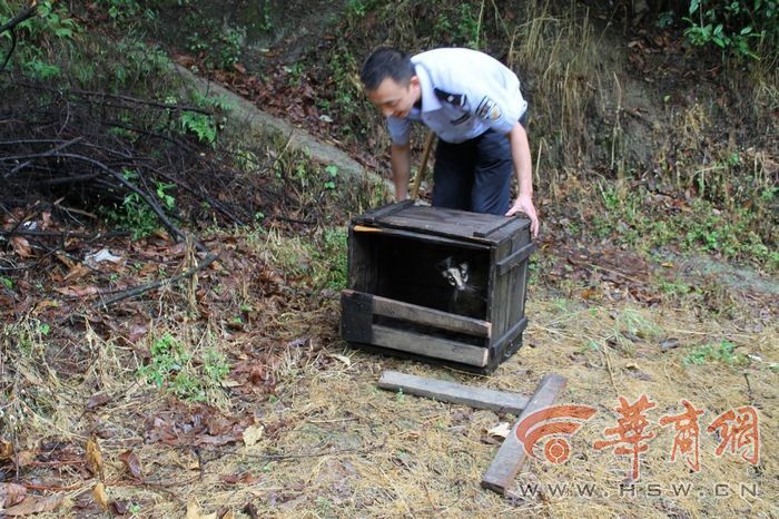 果子狸被农民捕获准备卖 民警解救放生