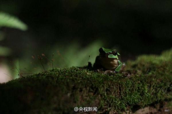 陕西佛坪拍到罕见秦岭雨蛙 因环境破坏已多年未见