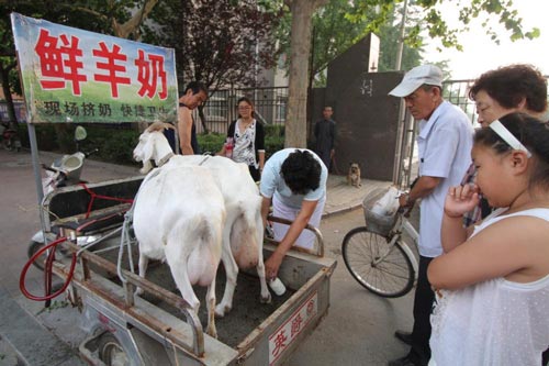 农户开车载活羊卖奶