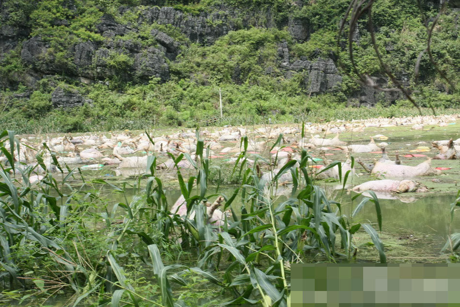 广西一养殖场被淹 1.6万余头死猪浸泡水中（组图）