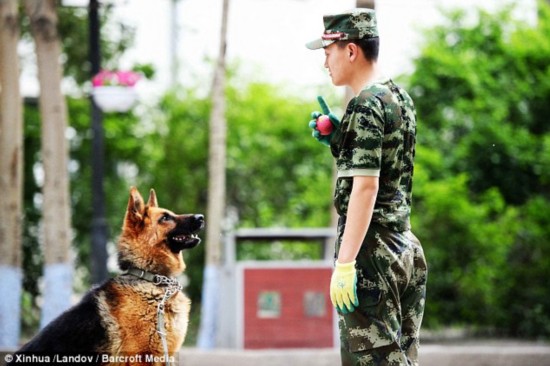 警犬排队吃饭 六只警犬叼着盘子排队等待吃饭