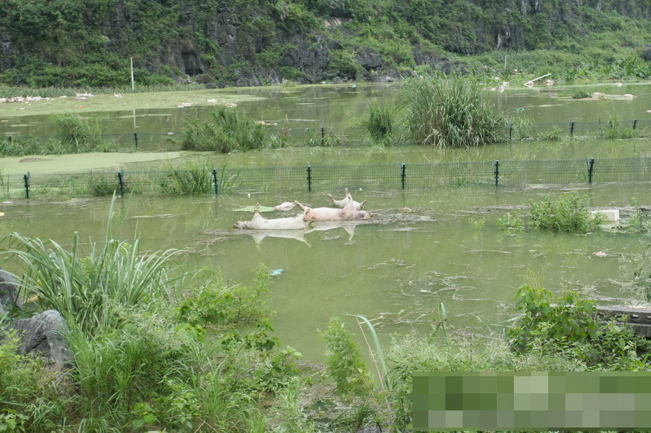 广西一养殖场被淹 1.6万余头死猪浸泡水中（组图）
