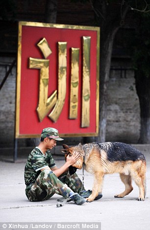 警犬排队吃饭 六只警犬叼着盘子排队等待吃饭