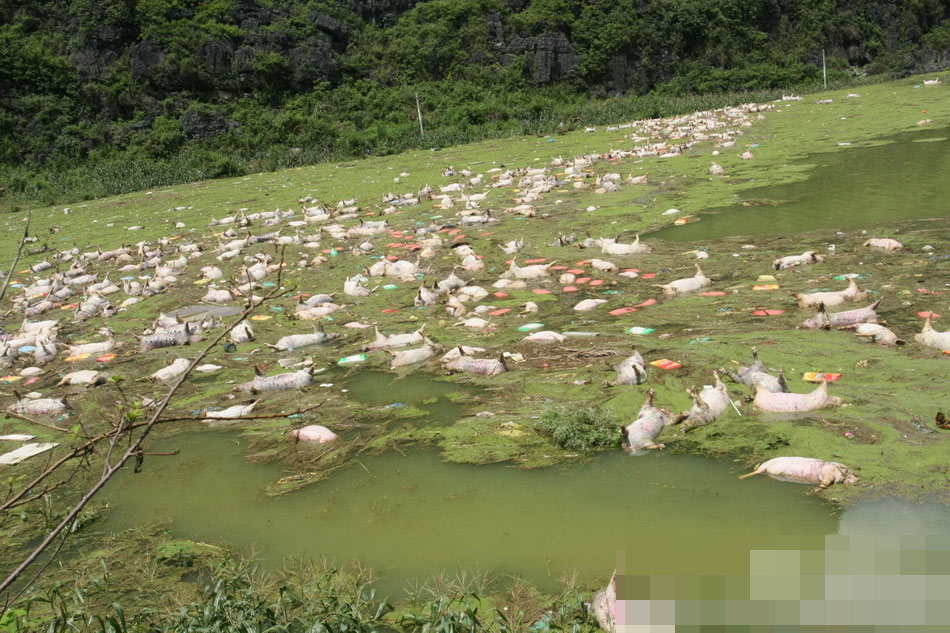广西一养殖场被淹 超1.6万生猪死亡其中猪仔1万头