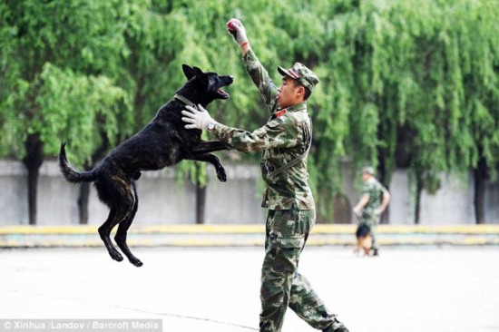 警犬排队吃饭 六只警犬叼着盘子排队等待吃饭