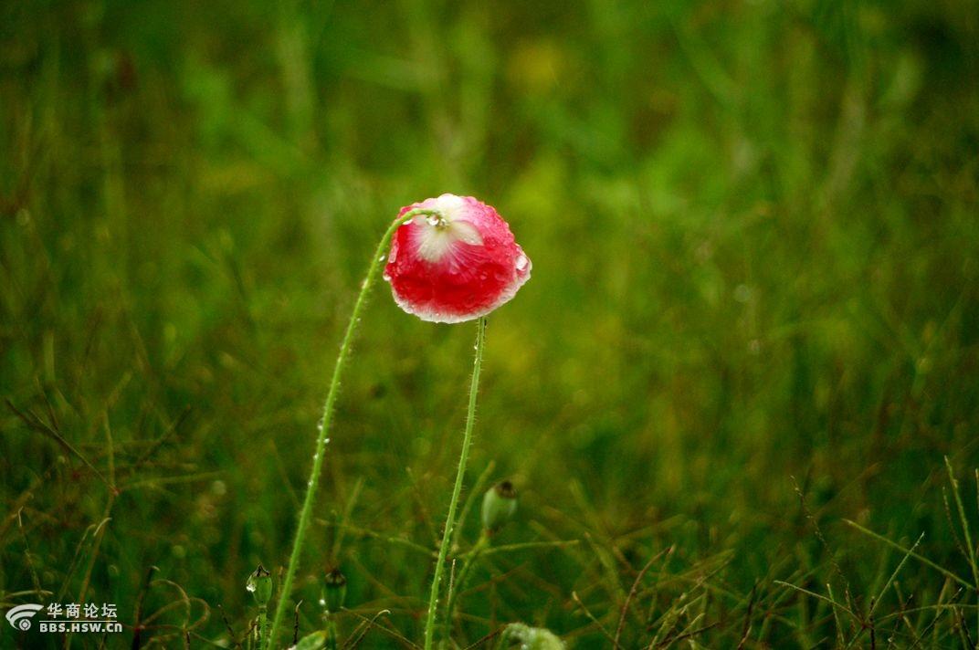 雨中小花