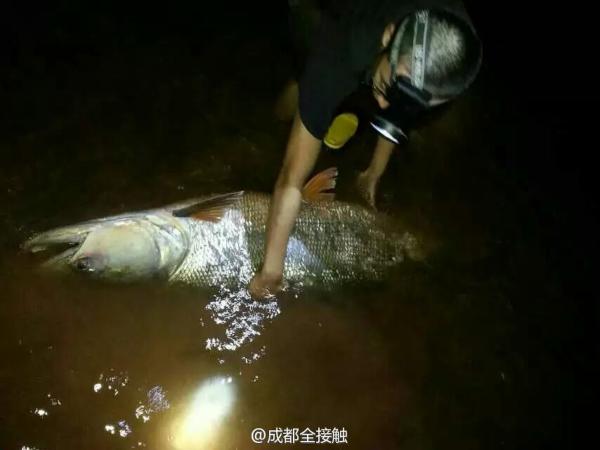 父子钓起百斤鳡鱼 系凶猛鱼类双方激战3个半小时