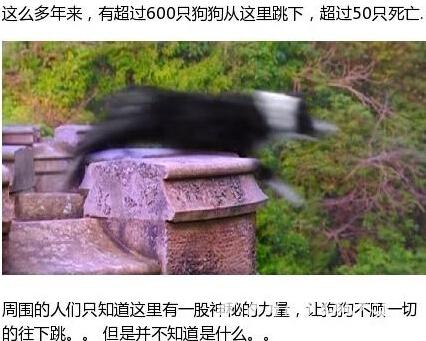 英国"鬼桥"引600只狗跳桥自杀 多为嗅觉灵敏长鼻狗