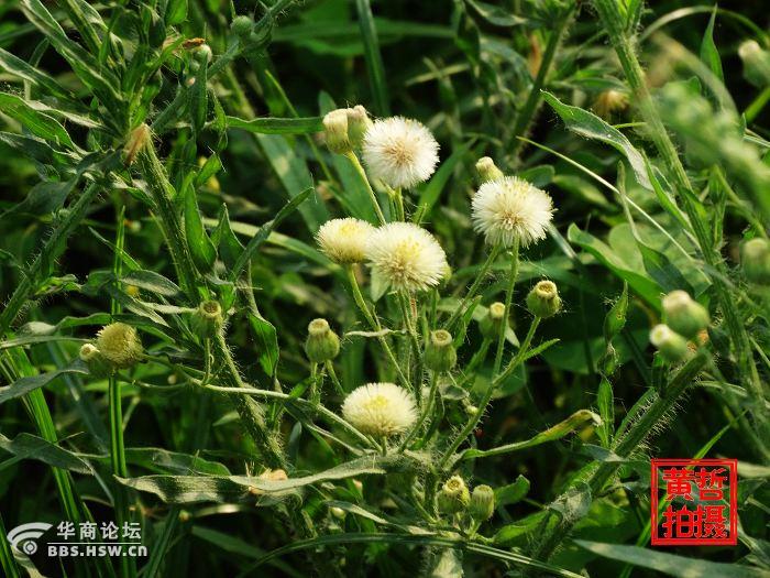 学认花草树木409野塘蒿