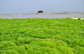 山东日照浒苔再袭海滩