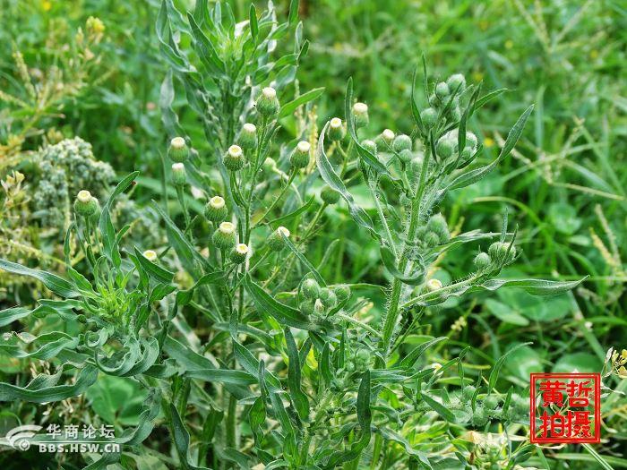 学认花草树木409野塘蒿