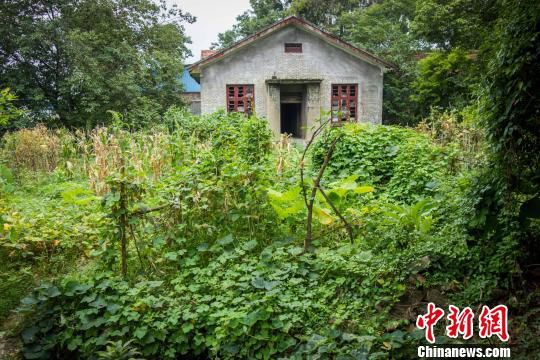 柳州旧机场及城防工事群旧址营房A区，长满了比人还高的杂草和灌木，部分地块上还种着玉米、红薯苗、芋头等农作物。　黄威铭 摄