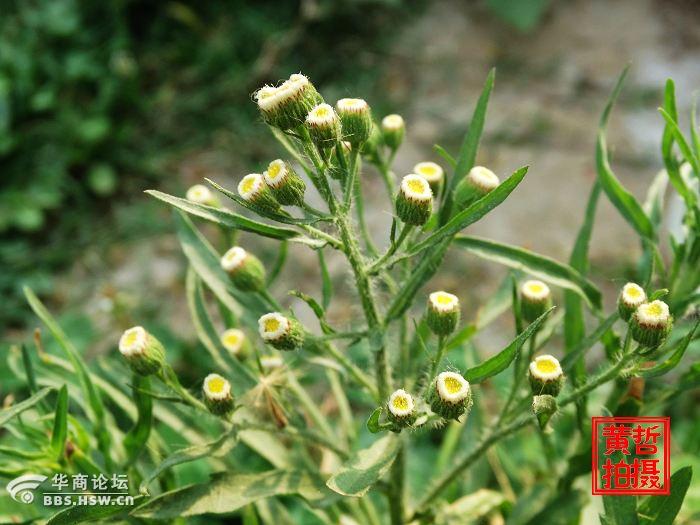 学认花草树木409野塘蒿