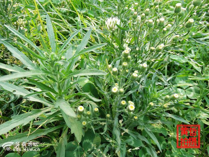 学认花草树木409野塘蒿