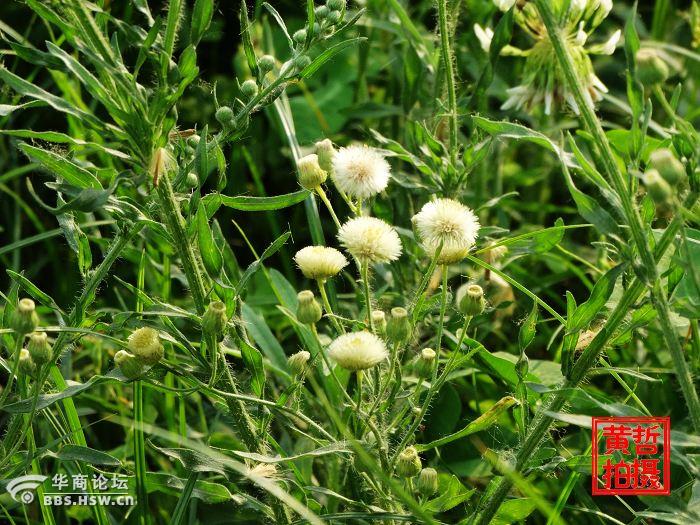 学认花草树木409野塘蒿