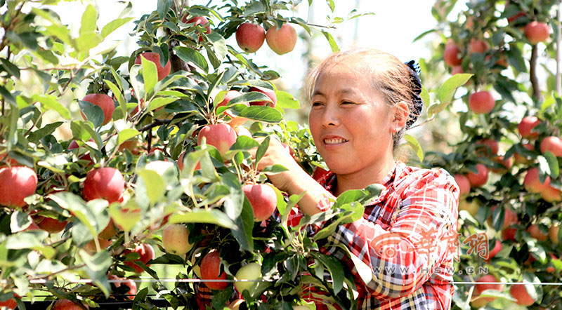 清谷田园矮砧密植苹果采收季1.jpg