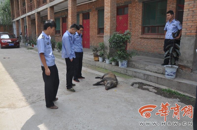 野猪闯进洛南一家具城 咬伤特警后被击毙