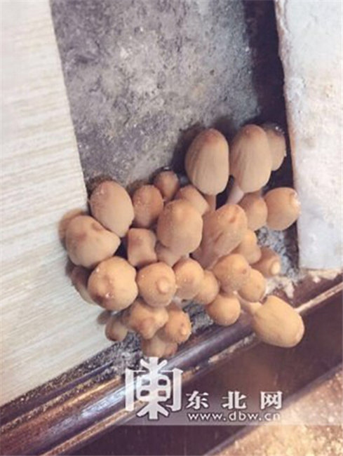 新房剪开壁纸全是蘑菇 哈尔滨一业主花百万购屋