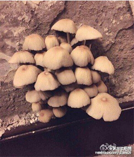 新房剪开壁纸全是蘑菇 哈尔滨一业主花百万购屋