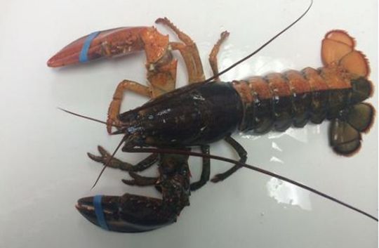长岛现百岁大龙虾 盘点水中的“诡异”生物