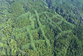 山区现"犇"形图案 原因成谜