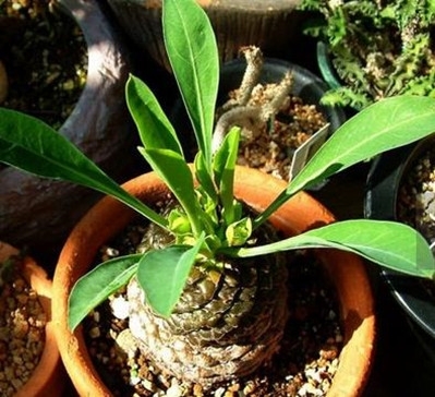 四川截获濒危植物