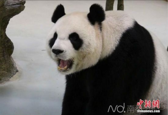 大熊猫假怀孕 为吹空调装怀孕骗吃骗喝被拆穿