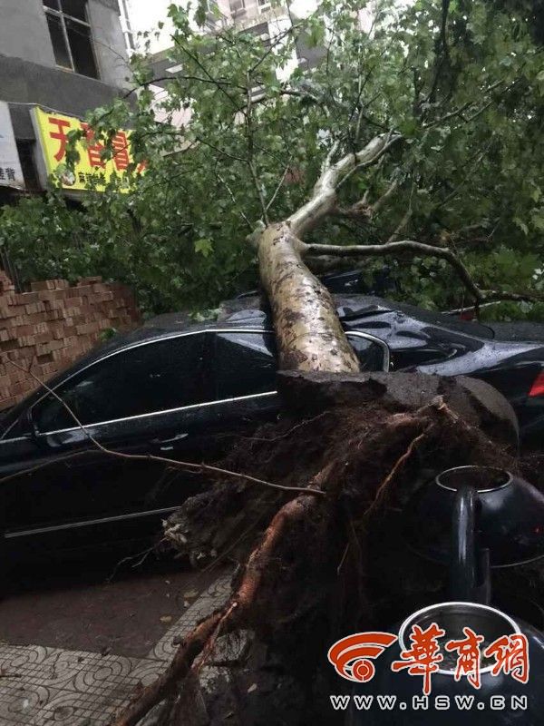 乐居场南路狂风拔起大树 砸坏路边车辆
