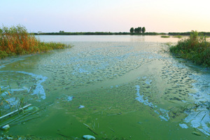 太湖爆发大面积蓝藻