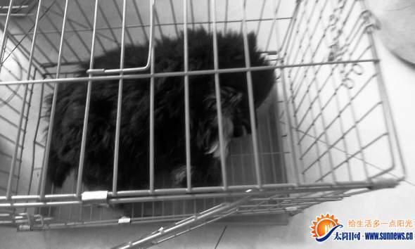 名贵宠物鹰獒送医后死亡 主人索赔3500万元