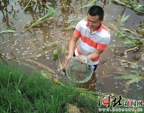 沧州疑现仙女虾 什么是仙女虾？