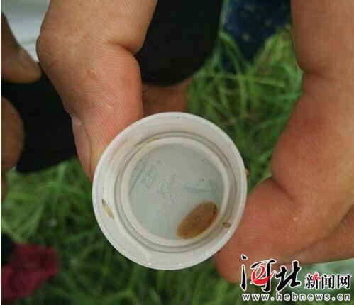 沧州疑现仙女虾 什么是仙女虾？