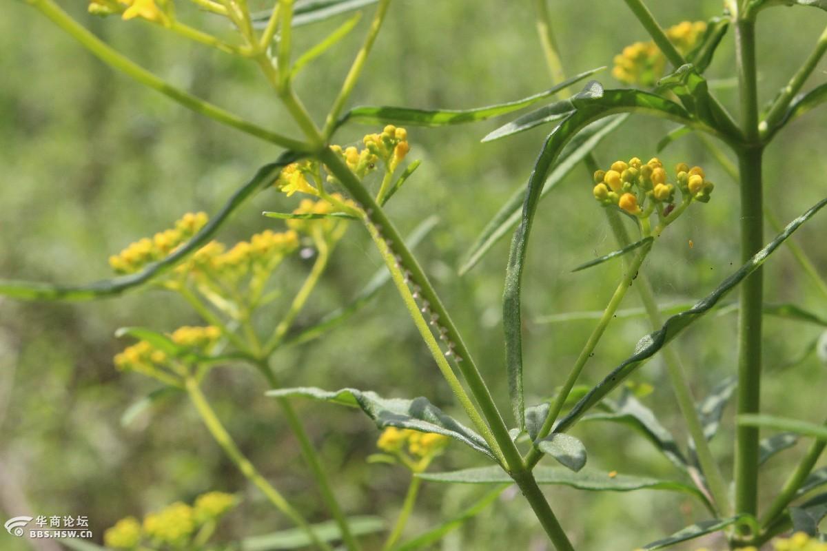 长知识:中草药【黄花败酱】