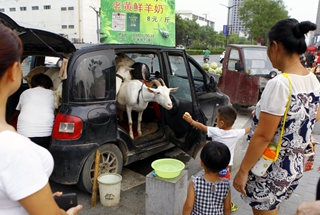 轿车拉羊进城卖鲜奶 市民赞现挤的羊奶货真价实