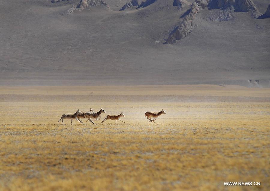 Tibet: paradise for rare wild animals