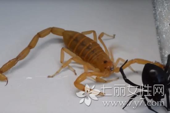 杀人蝎大战蜘蛛