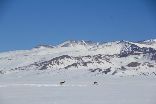 2、雪中觅食的野驴