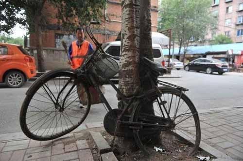 沈阳自行车长进树里 围观群众调侃这是欺负树不会说话