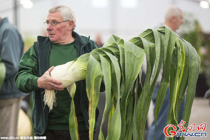英国哈罗盖特秋季花展举办巨型蔬菜大赛
