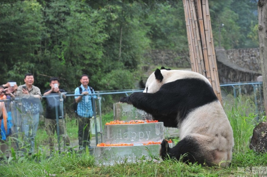 成都熊猫盼盼过百岁生日 粉丝祝福：萌到天荒地老