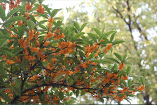 仲秋8月桂花香窗前谁浸木犀黄 你对桂花了解多少？