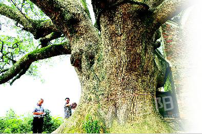 湖南岳阳现千年古樟树有10层楼高需9人合抱（图）